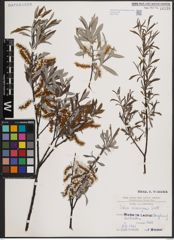 Foto von Salix eleagnos Scop.